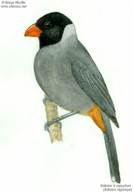 Black-cowled Saltator, identification