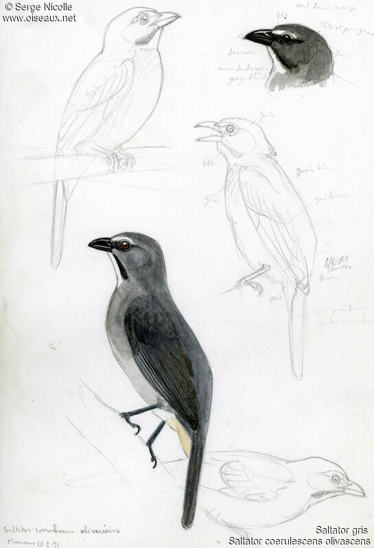 Bluish-grey Saltator, identification