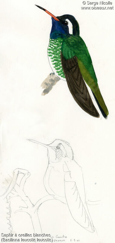 White-eared Hummingbird, identification