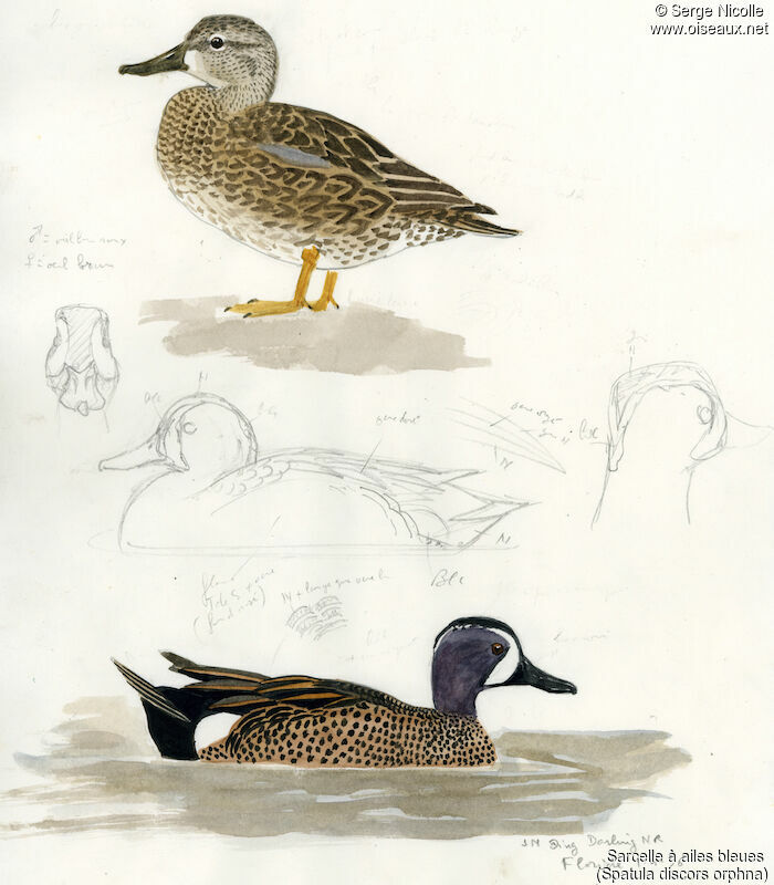 Blue-winged Teal , identification