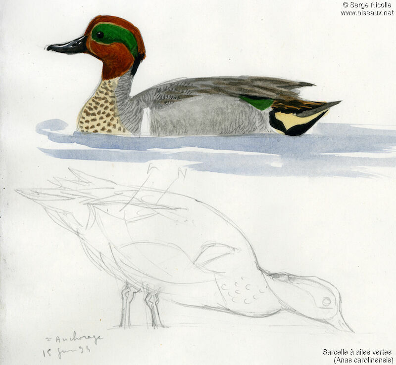 Green-winged Teal male, identification