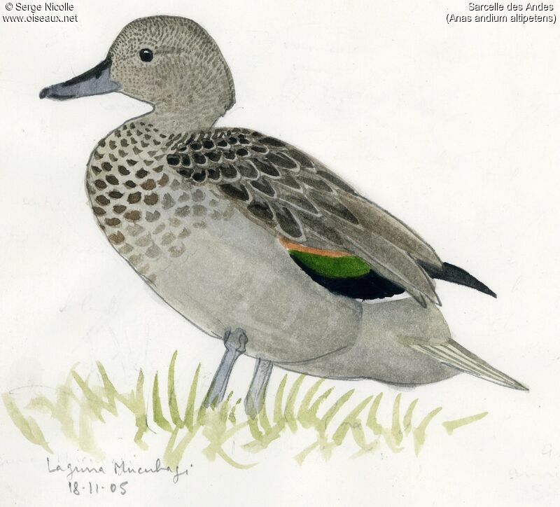 Andean Teal, identification