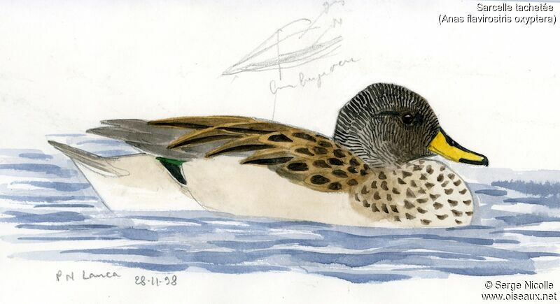 Yellow-billed Teal, identification