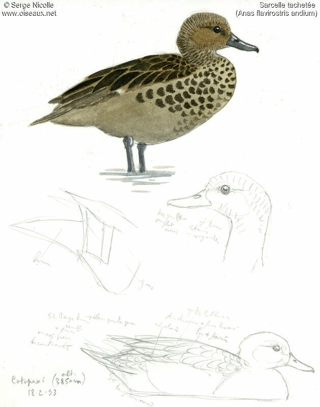 Yellow-billed Teal, identification