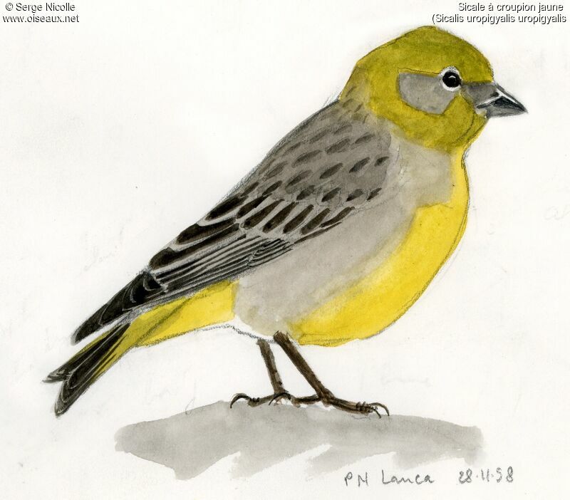 Bright-rumped Yellow Finch, identification