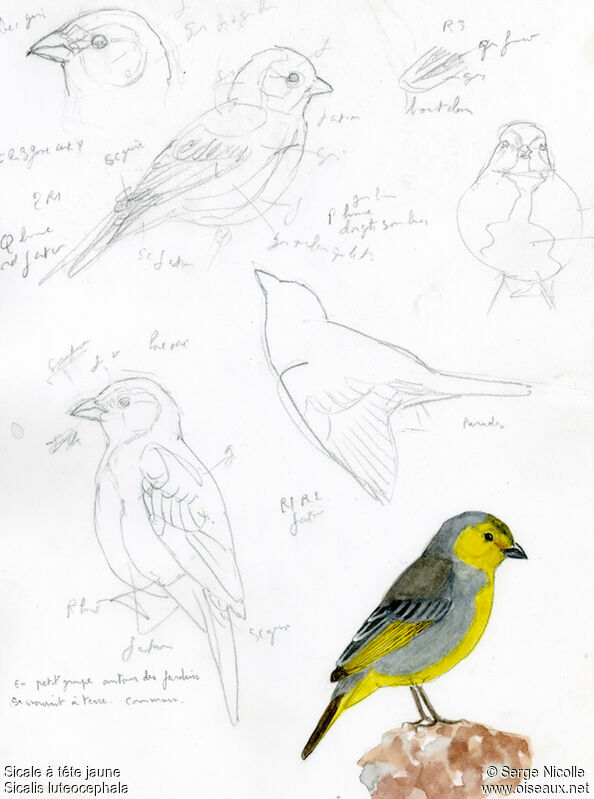 Citron-headed Yellow Finch male, identification