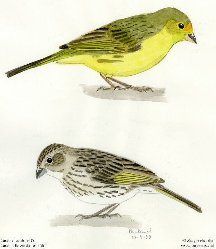 Saffron Finch, identification