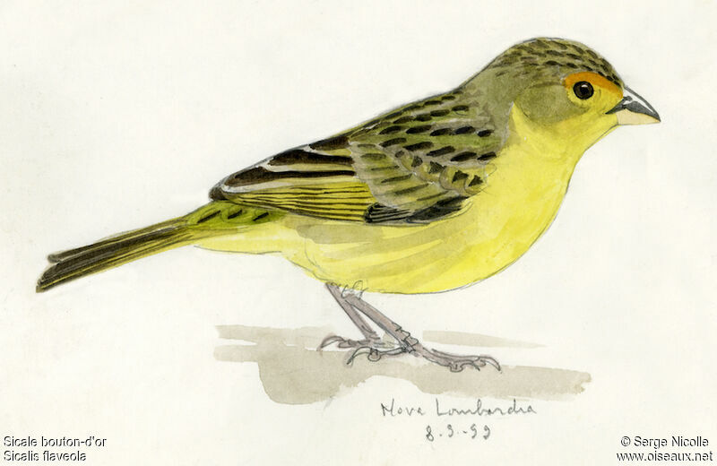 Saffron Finch, identification