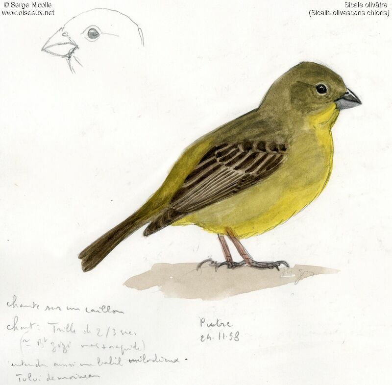 Greenish Yellow Finch, identification
