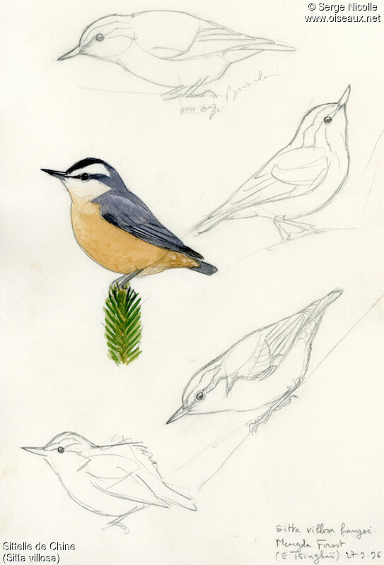 Chinese Nuthatch, identification
