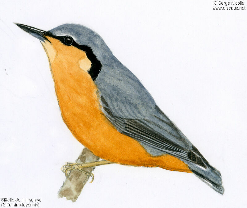 White-tailed Nuthatch, identification