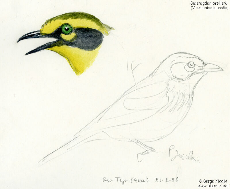 Smaragdan oreillard, identification
