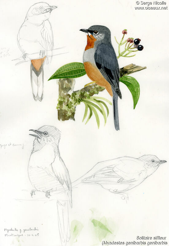 Rufous-throated Solitaire, identification