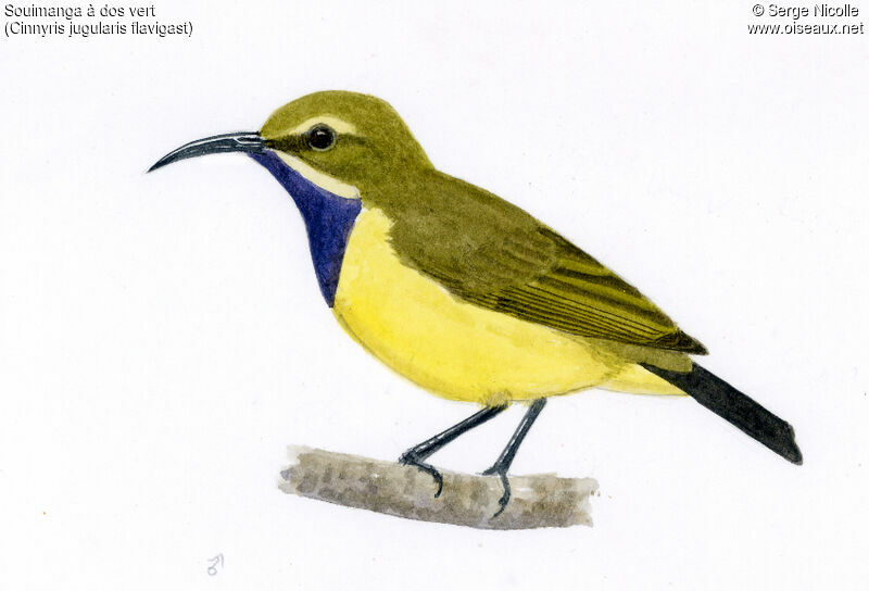 Olive-backed Sunbird, identification