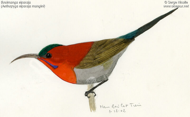 Crimson Sunbird, identification