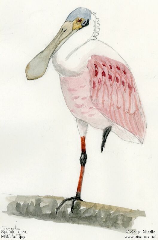 Roseate Spoonbill, identification