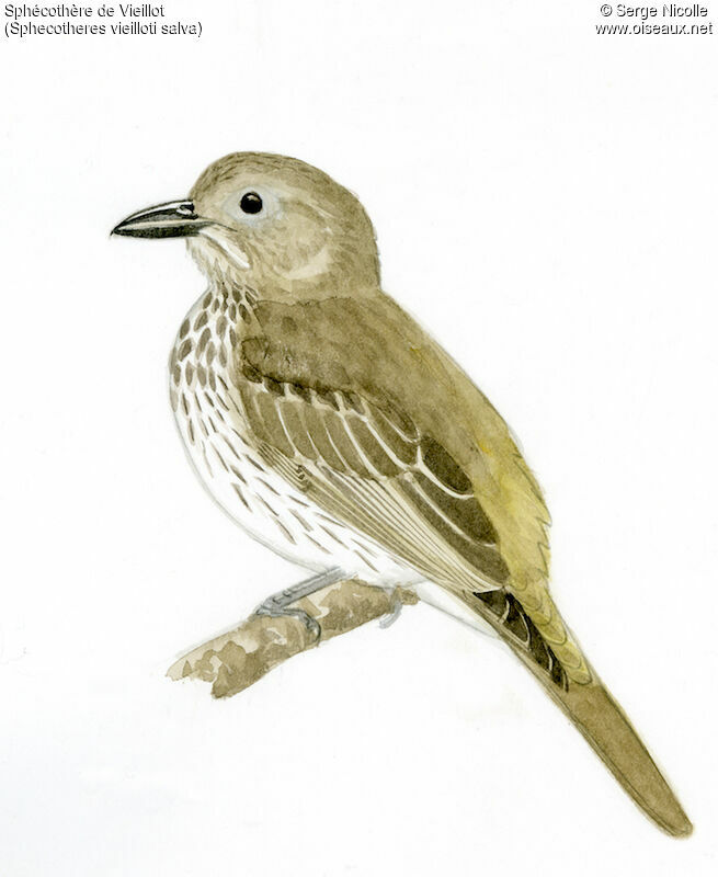 Australasian Figbird female, identification