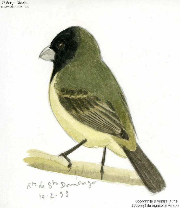 Yellow-bellied Seedeater, identification