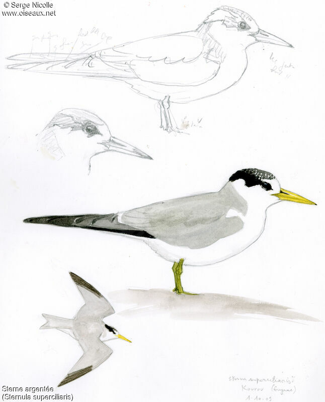 Yellow-billed Tern, identification