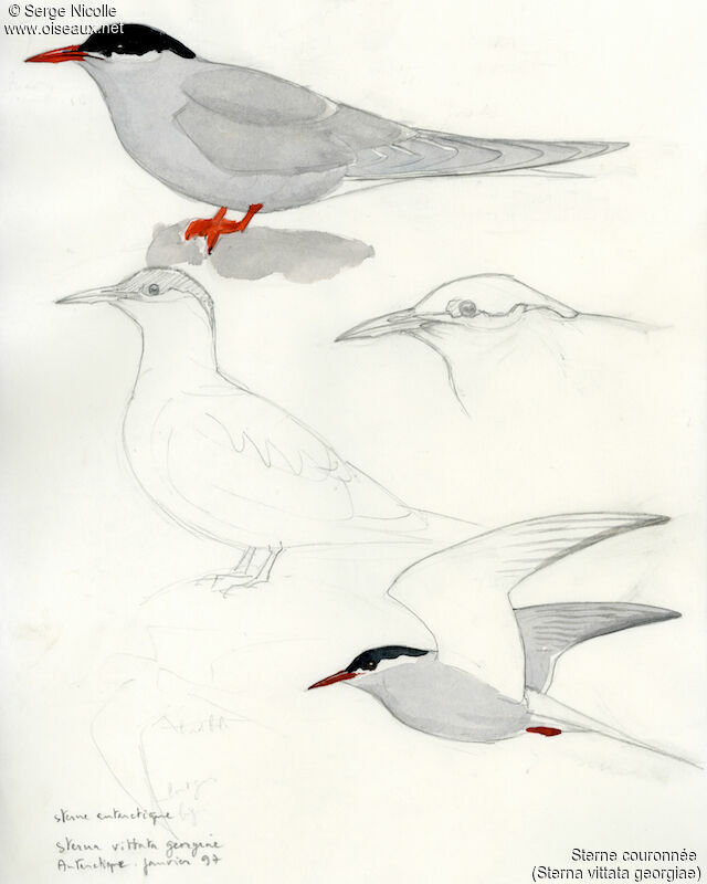 Antarctic Tern, identification