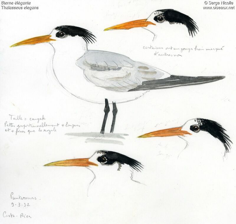 Elegant Tern, identification