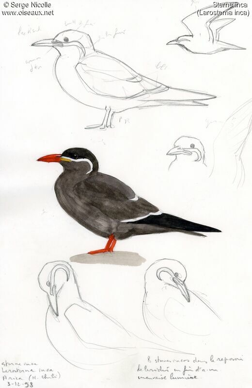 Inca Tern, identification