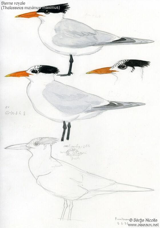 Royal Tern, identification