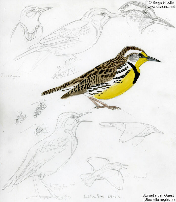 Western Meadowlark, identification