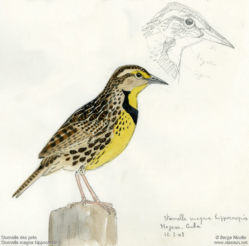 Eastern Meadowlark, identification