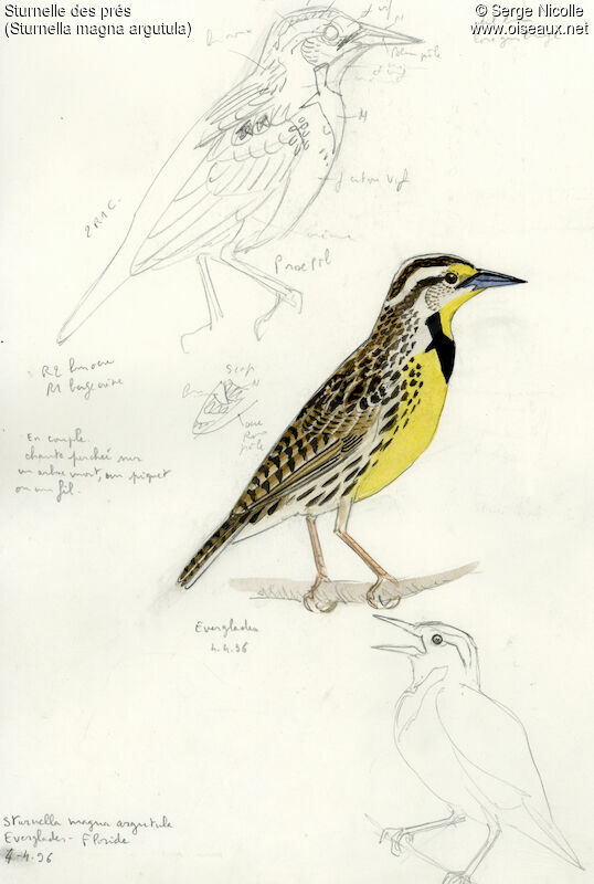 Eastern Meadowlark, identification