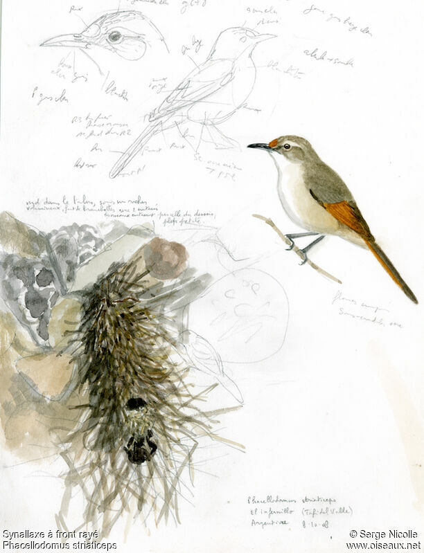 Streak-fronted Thornbird, identification