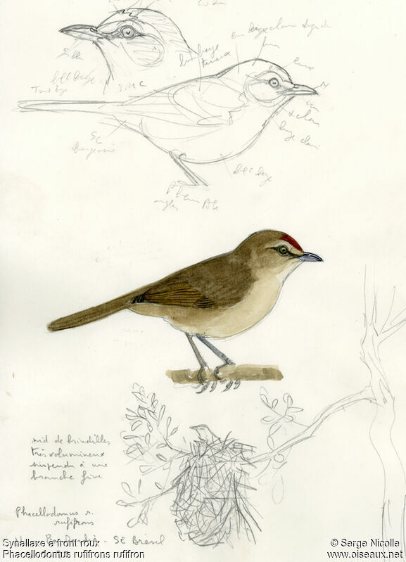 Rufous-fronted Thornbird, identification