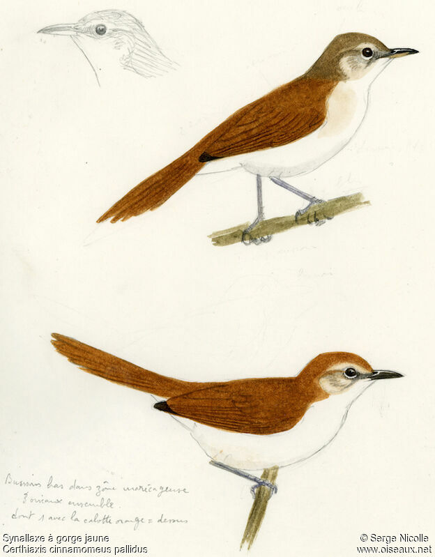 Yellow-chinned Spinetail, identification