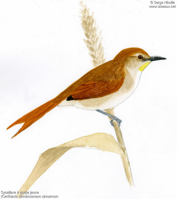 Yellow-chinned Spinetail, identification