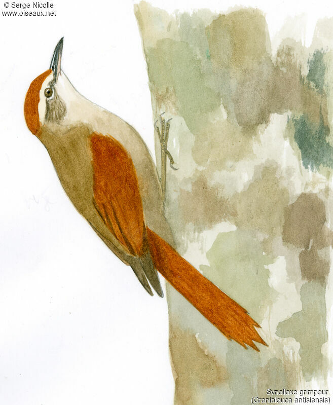 Line-cheeked Spinetail, identification