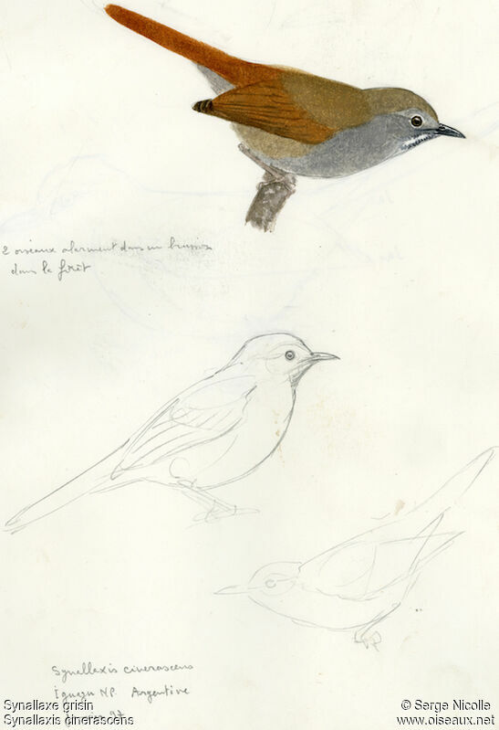 Grey-bellied Spinetail, identification