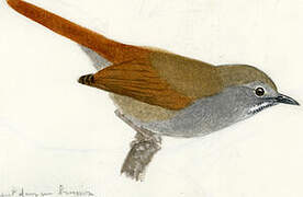 Grey-bellied Spinetail