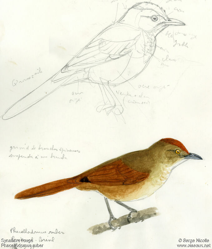 Greater Thornbird, identification