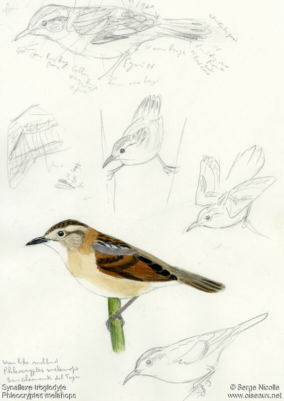 Wren-like Rushbird, identification