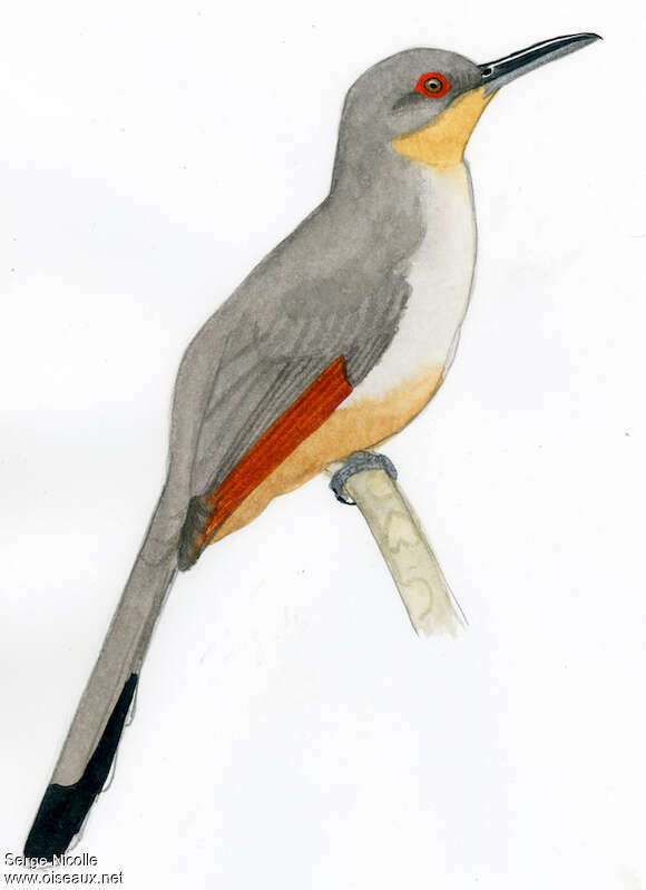 Hispaniolan Lizard Cuckoo, identification