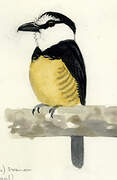 Buff-bellied Puffbird
