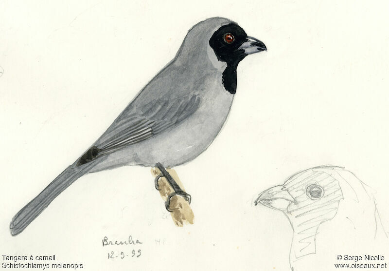 Black-faced Tanager, identification