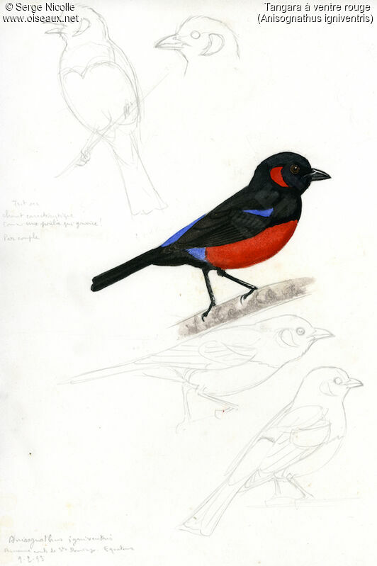 Scarlet-bellied Mountain Tanager, identification