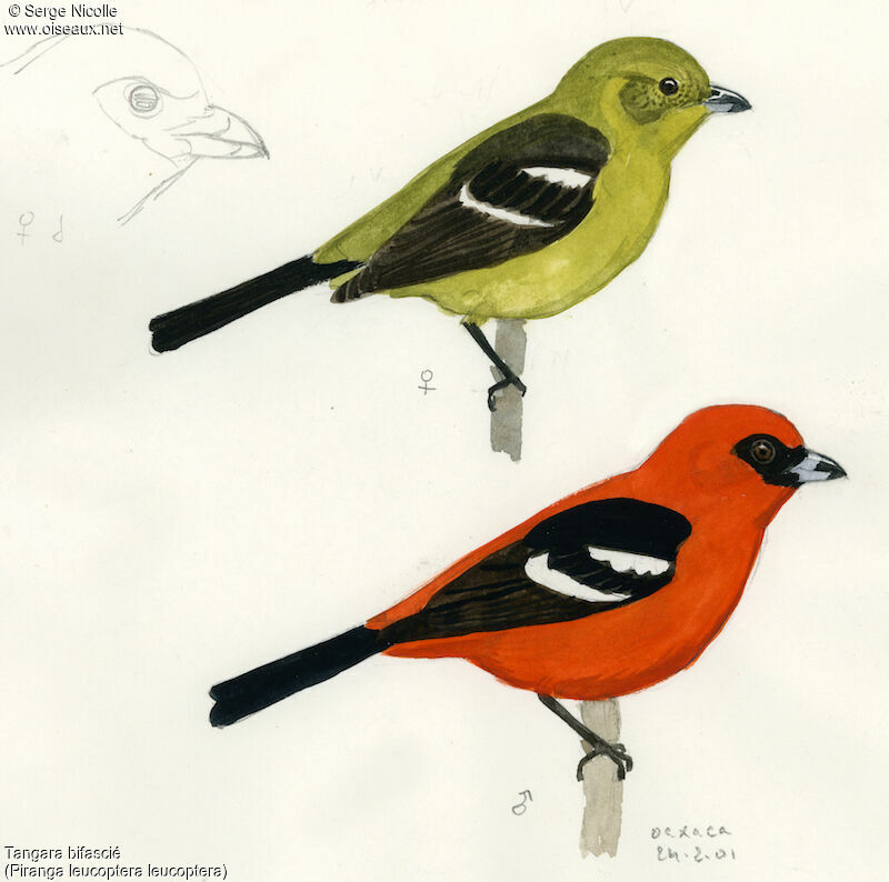 White-winged Tanager , identification