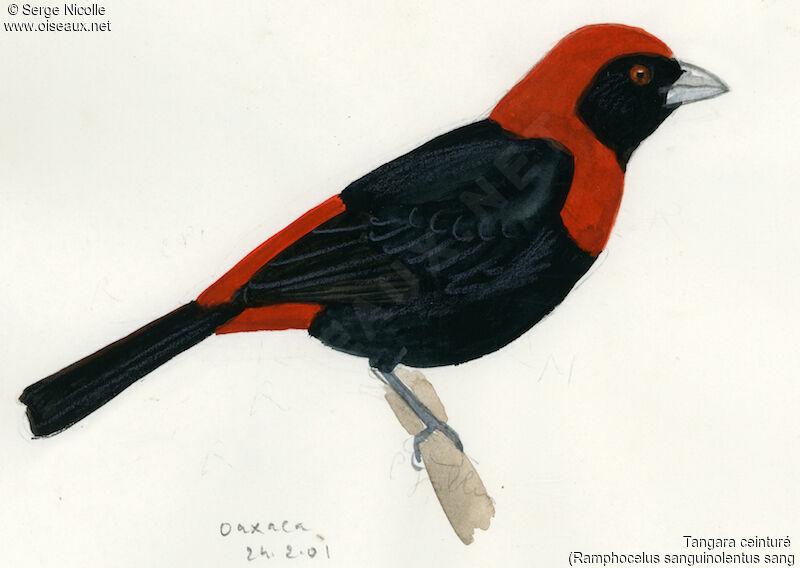 Crimson-collared Tanager, identification