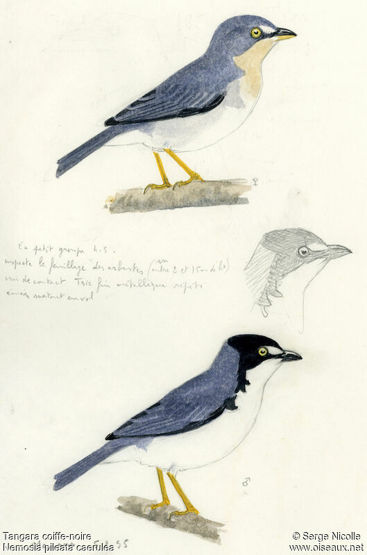 Hooded Tanager, identification