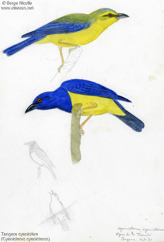 Blue-backed Tanager , identification