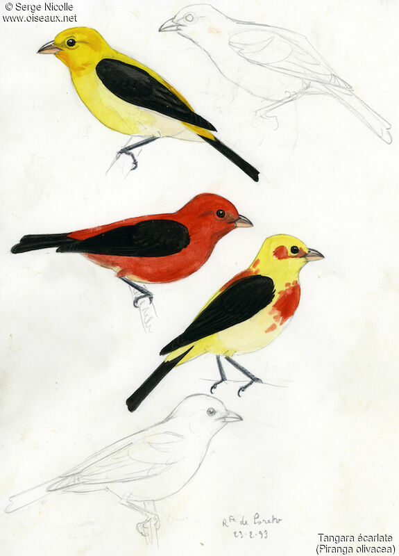 Scarlet Tanager, identification