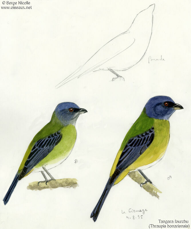 Blue-and-yellow Tanager , identification