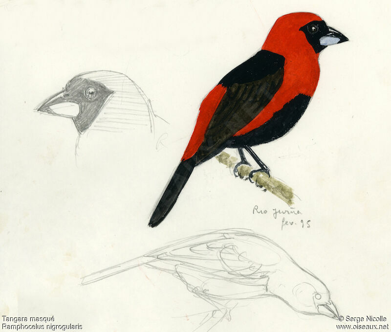 Masked Crimson Tanager, identification